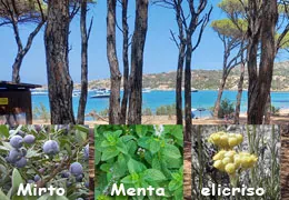 La tisana del vento: quando la menta selvatica, l'elicriso e il mirto raccontano l'estate di La Maddalena