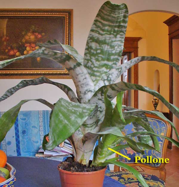 Polloni di Aechmea Polloni di Aechmea