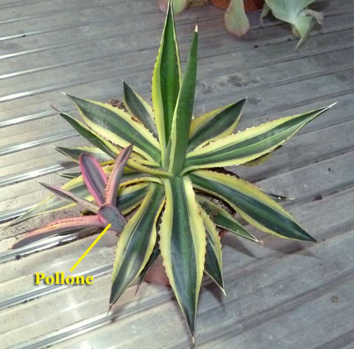 Polloni di Agave Polloni di Agave