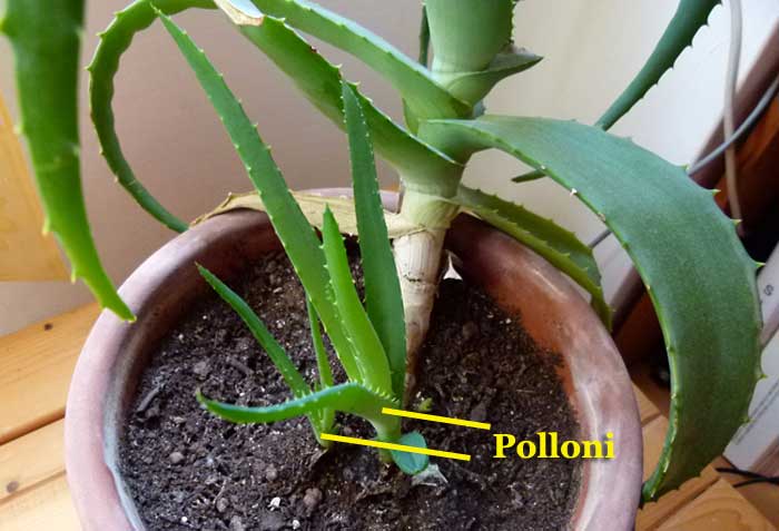 Polloni di Aloe Polloni di Aloe