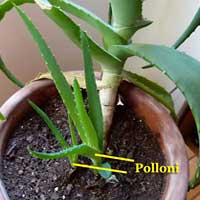 Moltiplicazione delle piante per polloni