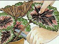 Moltiplicazione delle piante usando porzioni di foglie 