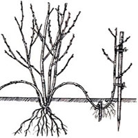 Moltiplicazione delle piante per propaggine