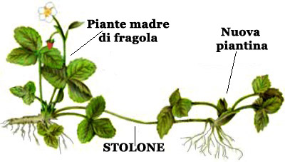 Stolone di fragola