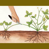 Moltiplicazione delle piante per stoloni 