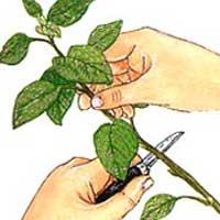 Moltiplicazione delle piante per talea