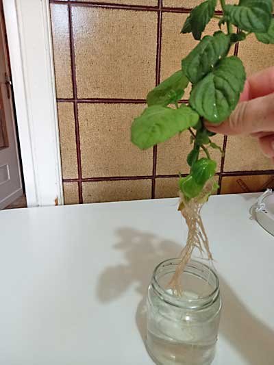 Talea messa a radicare in acqua Talea messa a radicare in acqua