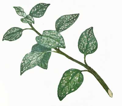 riproduzione per talea: taglio obliquo della talea