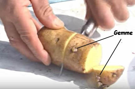 Moltiplicazione per tuberi