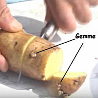 Moltiplicazione delle piante usando tuberi o rizomi 