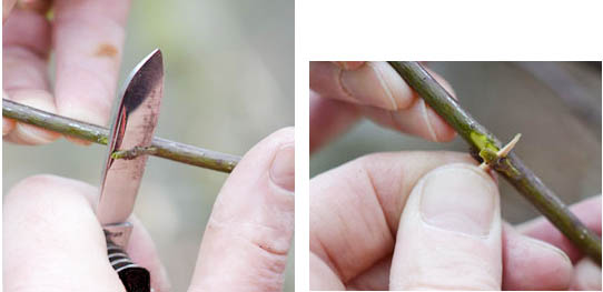 Riproduzione delle piante per margotta: incisione nel senso della lunghezza