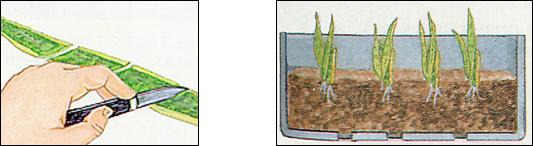 Moltiplicazione usando porzioni di foglie della Sansevieria Moltiplicazione usando porzioni di foglie della Sansevieria
