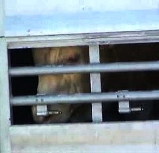 Come vengono trasportati gli animali