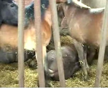 Come vengono trasportati gli animali