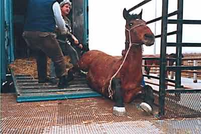 Animali al macello: inizio del percorso verso trasporti più umani
