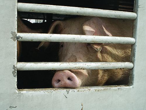 Animali al macello: inizio del percorso verso trasporti più umani Animali al macello: inizio del percorso verso trasporti più umani