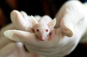 Vivisezione, poche regole, troppi abusi