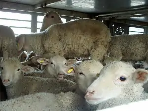 Animali al macello: inizio del percorso verso trasporti più umani