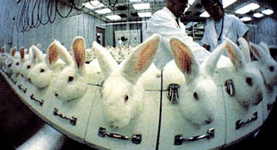 Vivisezione, poche regole, troppi abusi