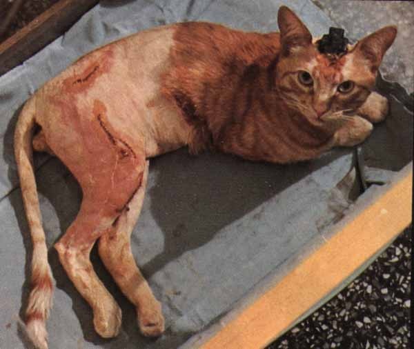 Vivisezione, poche regole, troppi abusi