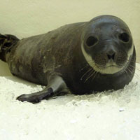 Le stragi della foca