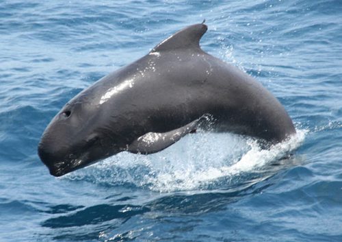 delfini globicefali delfini globicefali