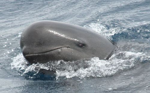 delfini globicefali delfini globicefali
