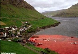 Uccisione delfini globicefali isole feroe danimarca