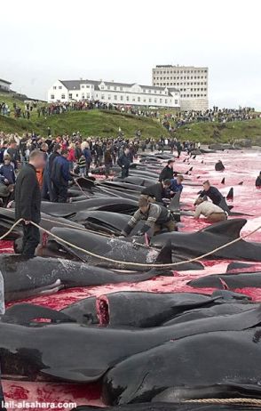 Delfini calderone isole feroe Fær Øer Islands danimarca