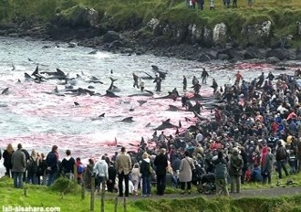 Strage delfini globicefali isole feroe in danimarca
