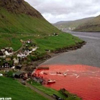 La ferocia dell'uomo: la strage dei cetacei in Danimarca