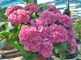 Ortensia: cambiamo il colore dei fiori