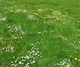 Come eliminare le erbe infestanti dal prato in modo naturale