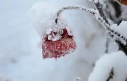 Come proteggere le piante dal freddo