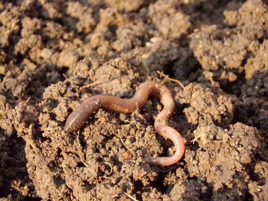 Concimi naturali, quali sono e come farli