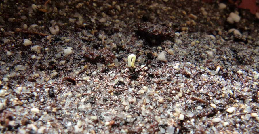 Tecniche di giardinaggio: le cose che devi sapere per avere cura delle tue piante