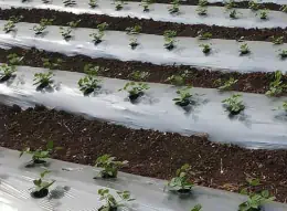 Pacciamatura del terreno