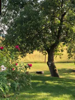 Perchè realizzare un prato in giardino