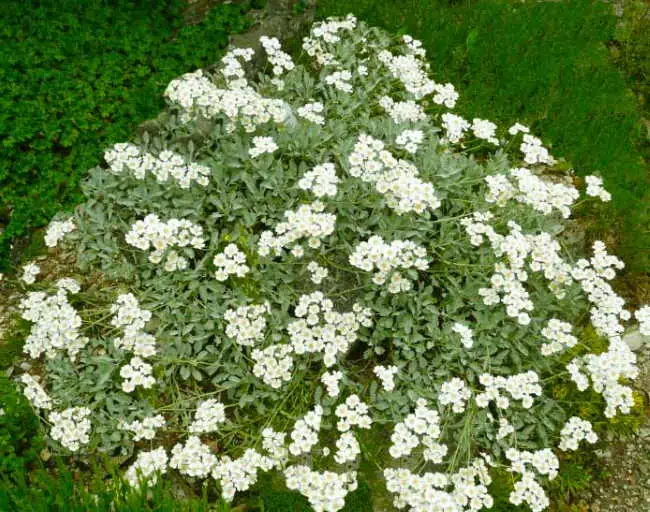 Achillea, pianta resistente alla siccità