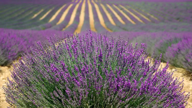 Lavanda, pianta resistente alla siccità