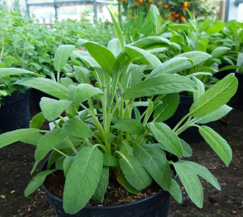 Salvia, pianta resistente alla siccità