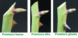 Potatura delle piante