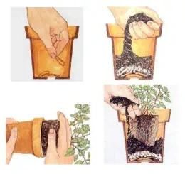 Il rinvaso delle piante