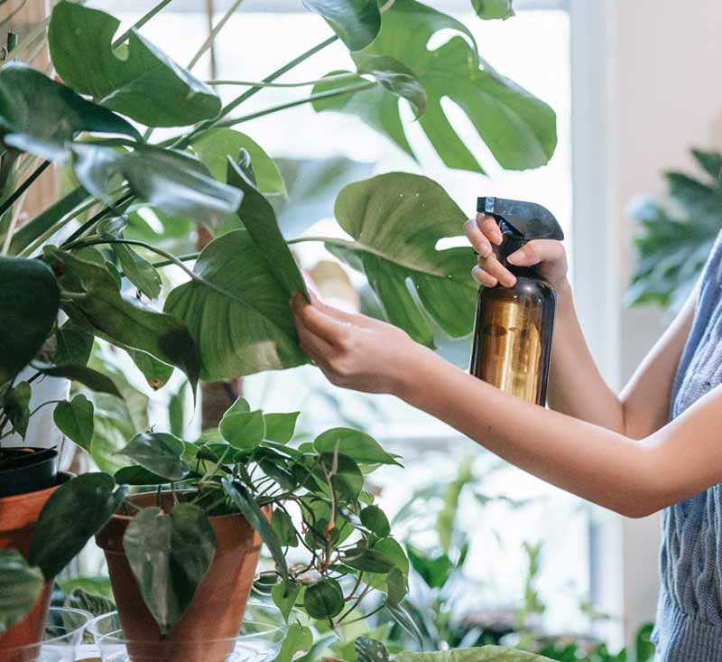  Insetticidi  naturali: i più usati e come farli
