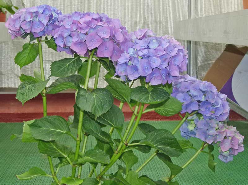 Come cambiare colore ai fiori dell'ortensia