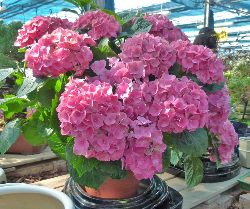 Come cambiare colore ai fiori dell'ortensia