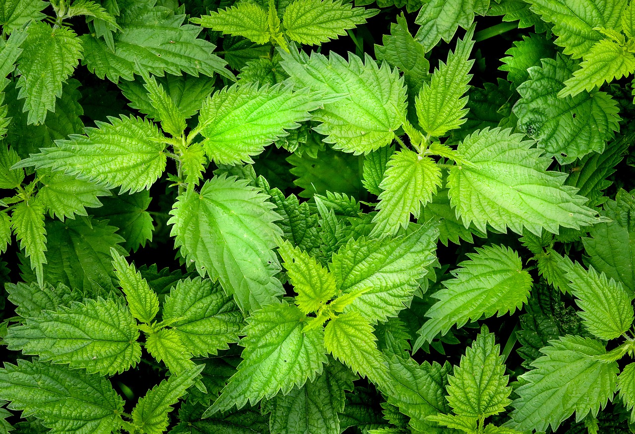 Fertilizzanti naturali fai da te: ortica Fertilizzanti naturali fai da te: ortica