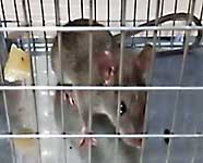 Il ratto della cucina