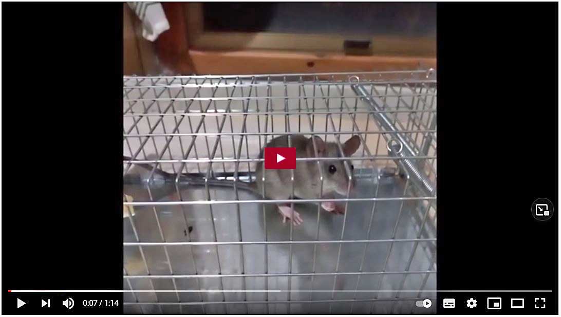 Ratto o topo di città